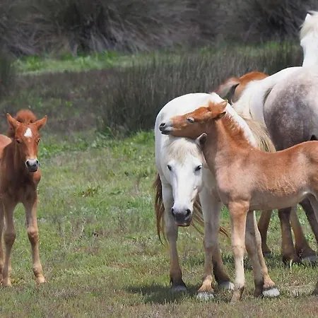 Moderne * Piscine Privee 5x10 * Climatisation * Camargue Marsillargues